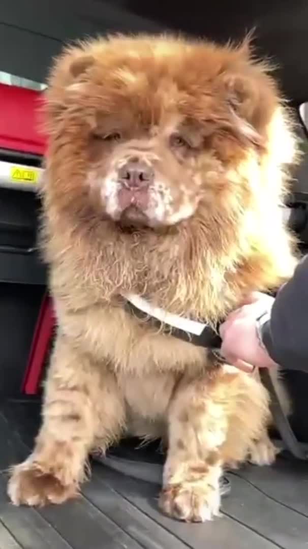 Chow Chow dogs for stud: Chocolate Split faced Merle Chow Chow Stud in Accrington - Video 2
