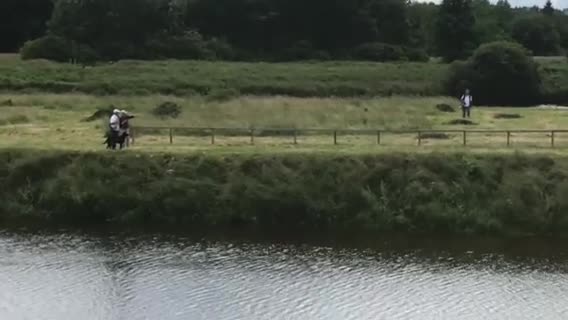 Labrador Retriever dogs for stud: FIELD TRIAL CHAMPION AT STUD  in Usk - Video 2