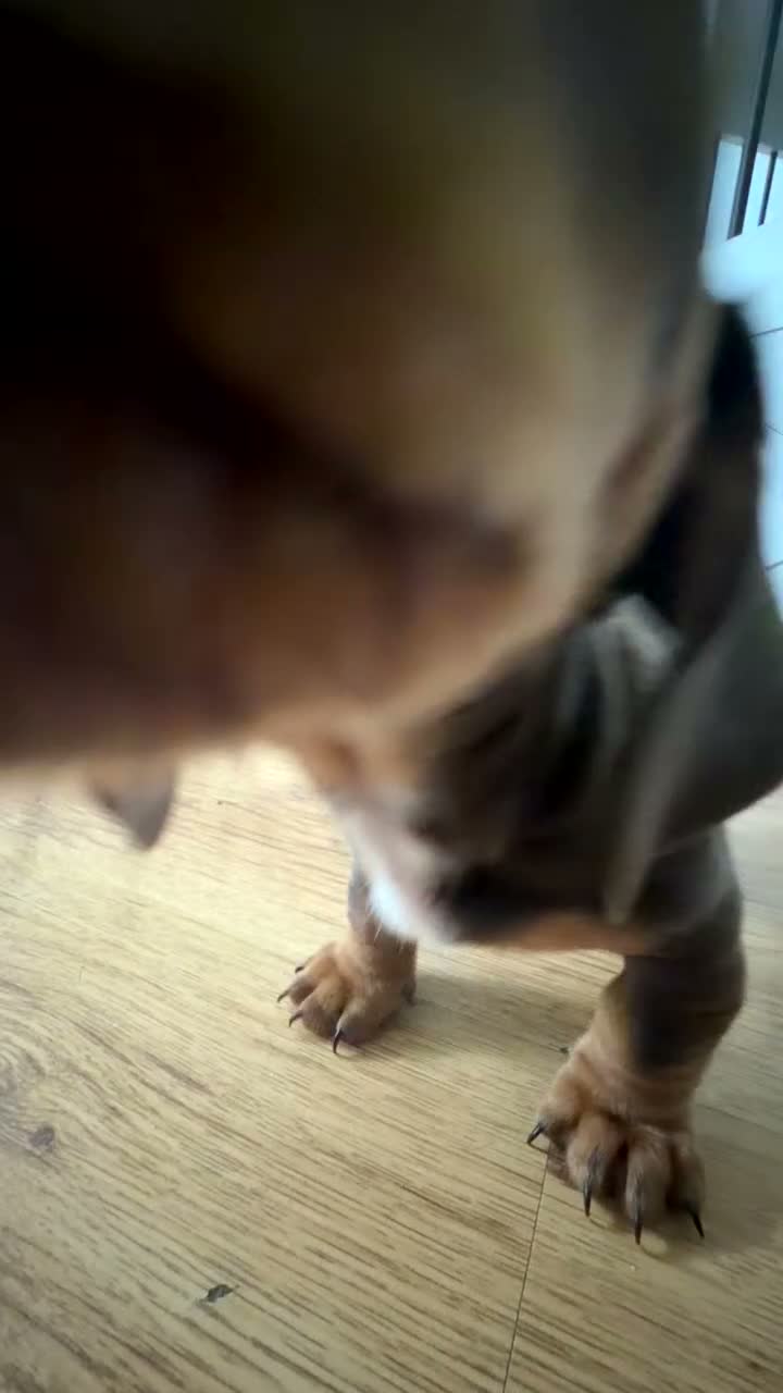 Miniature Dachshund dogs for sale: Miniature dachshund puppies in Matlock - Video 1