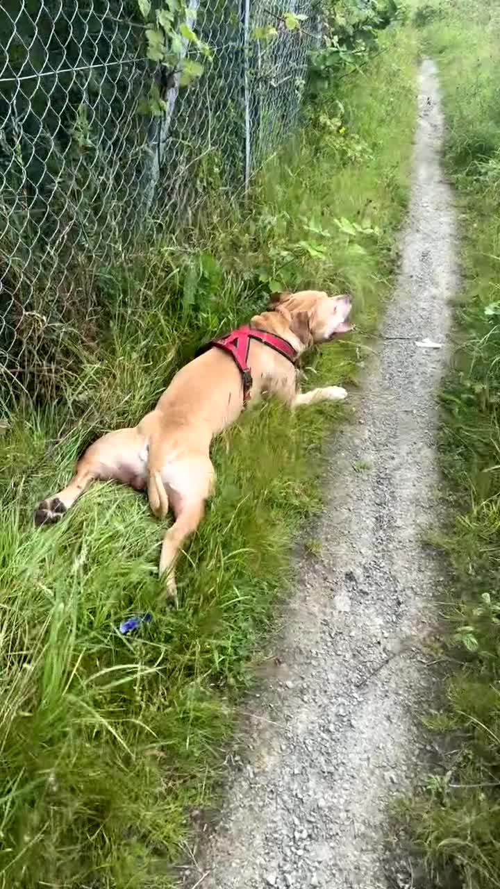 Mixed Breed dogs for sale: ****** (HOME VISIT REQUIRED)!!!! - Video 1