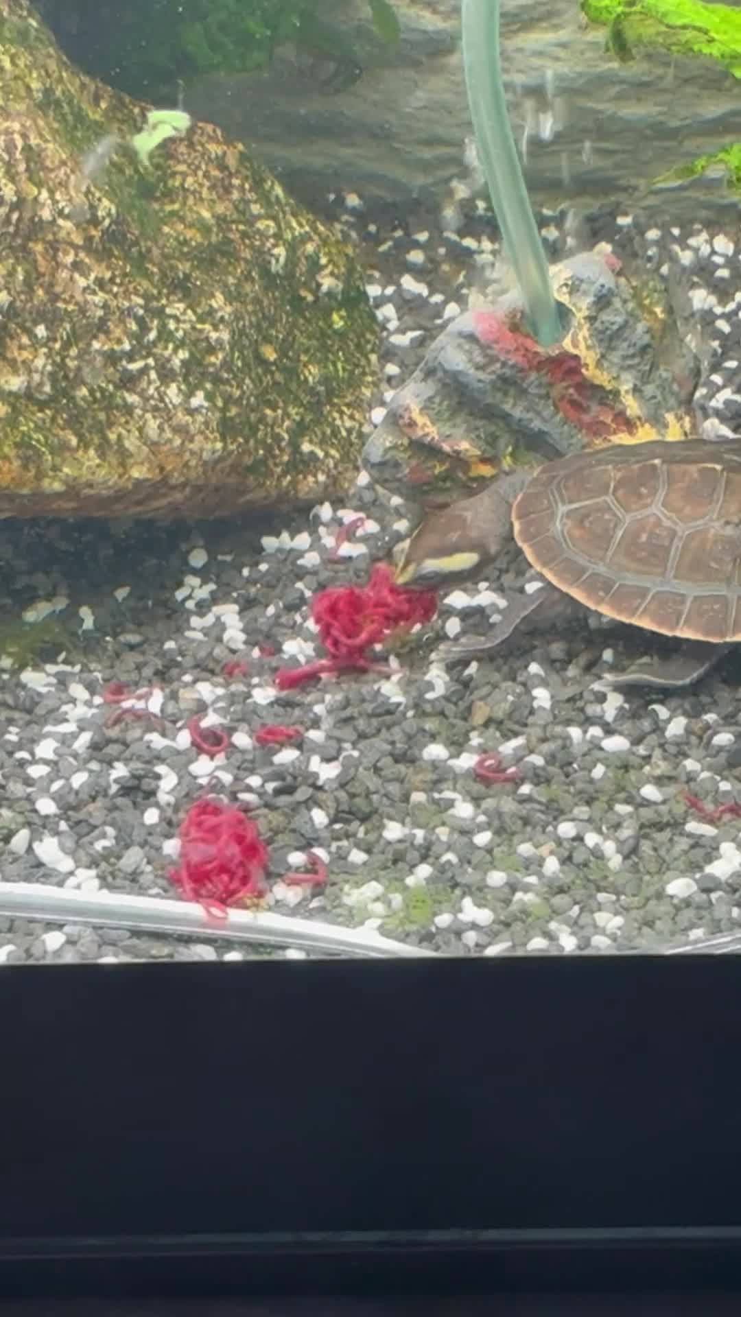 Turtle reptiles for sale: Cooter and pink belly turtles  in Camborne - Video 2