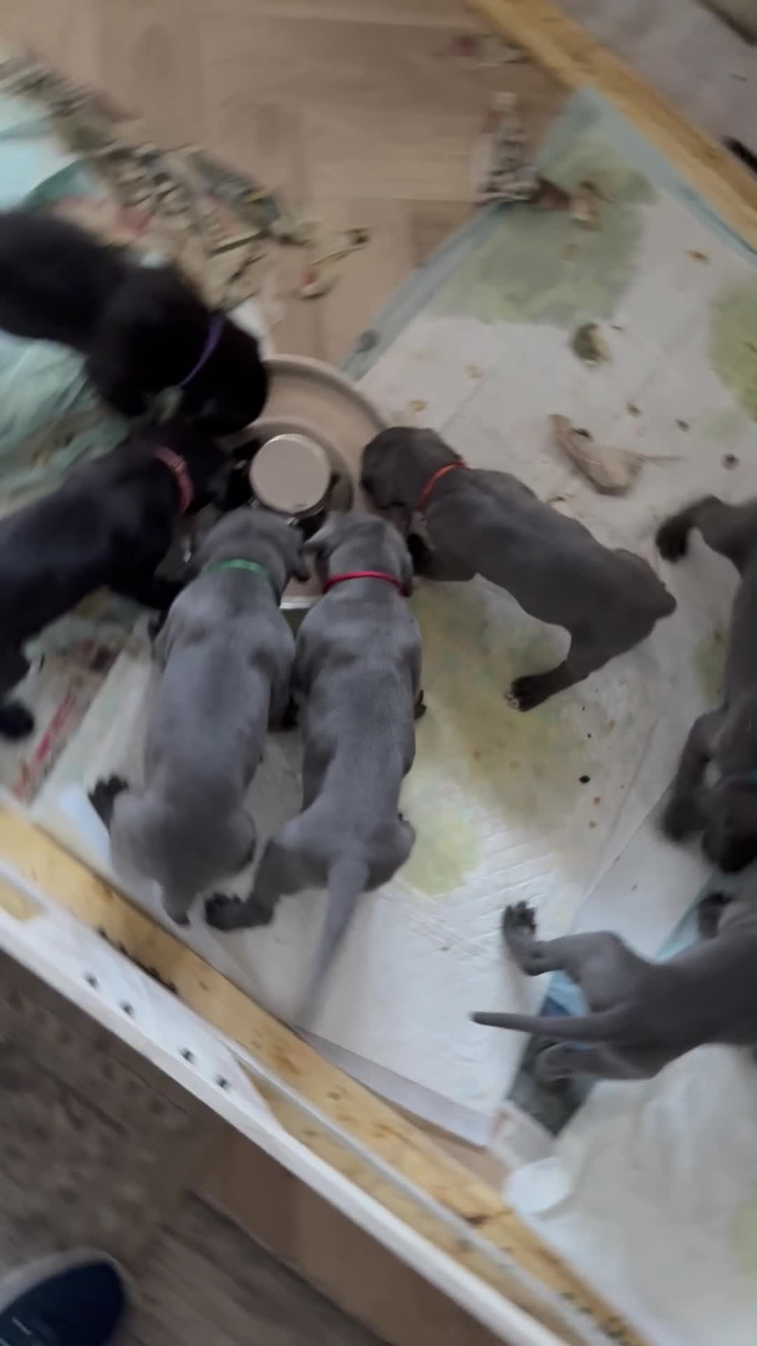 Great Dane dogs for sale: Great Dane pups - Video 1