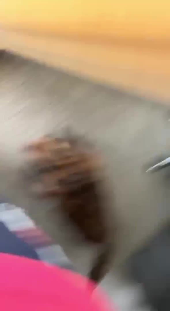 Cocker Spaniel dogs for stud: KC Show Type fully health tested for stud duties  in Mablethorpe - Video 1