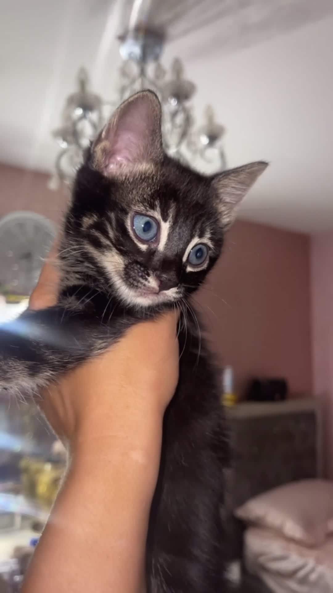 Mixed Breed cats for sale: Rare black blue eye bengal kittens - Video 4