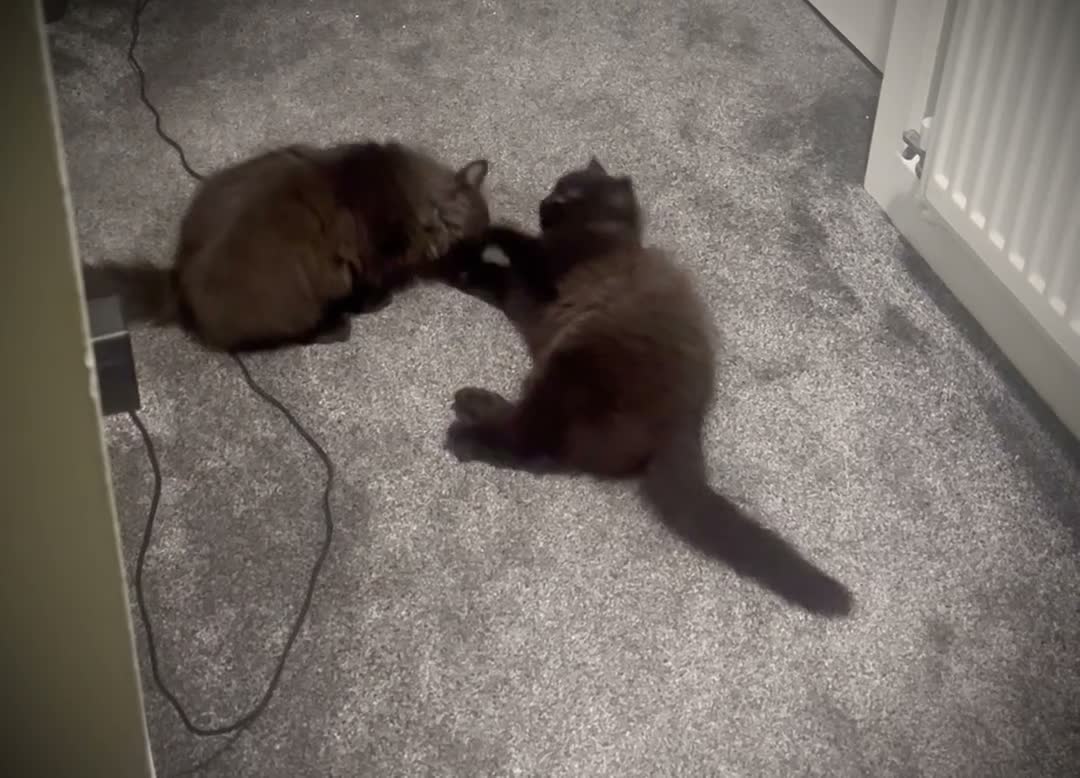 Ragdoll cats for sale: Two beautiful ragdoll brothers  - Video 2