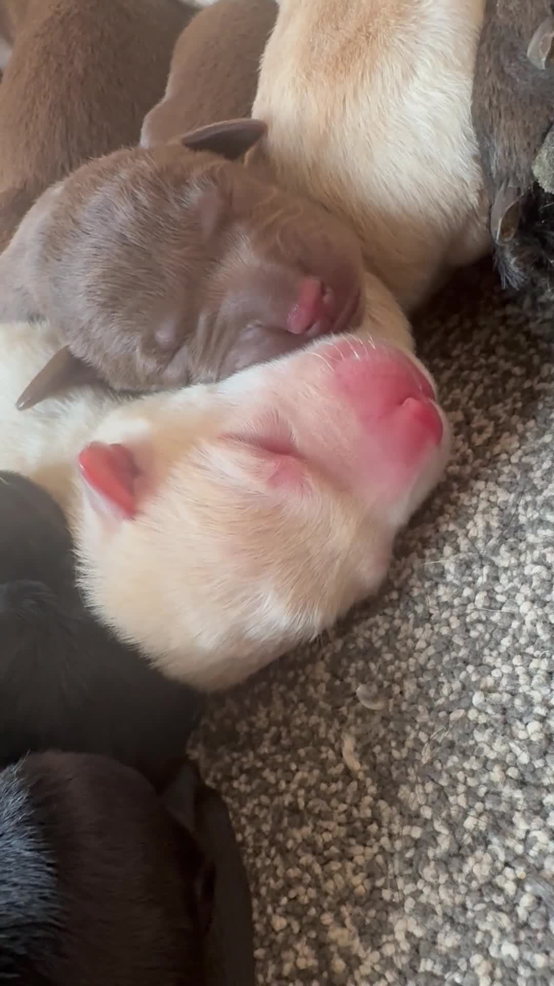 Labrador Retriever dogs for sale: Ready 11 July: Excellent Labradors - Video 1