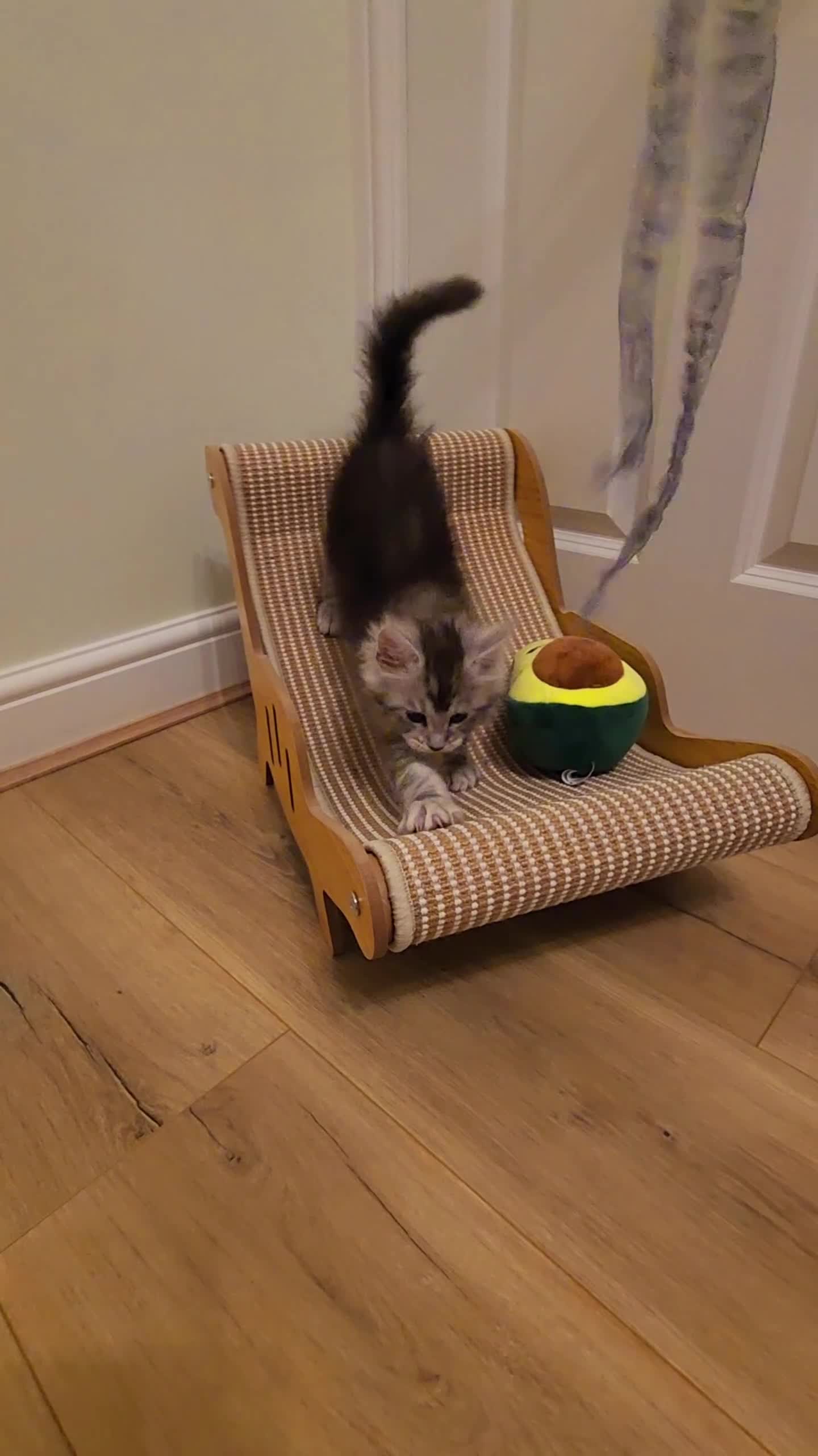 Maine Coon cats for sale: 💫💫Beautiful Maine Coon Kittens💫💫 - Video 2