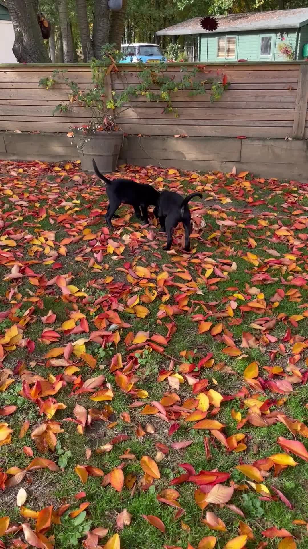 Labrador Retriever dogs for sale: KC reg working male black lab puppies (Ready) - Video 1