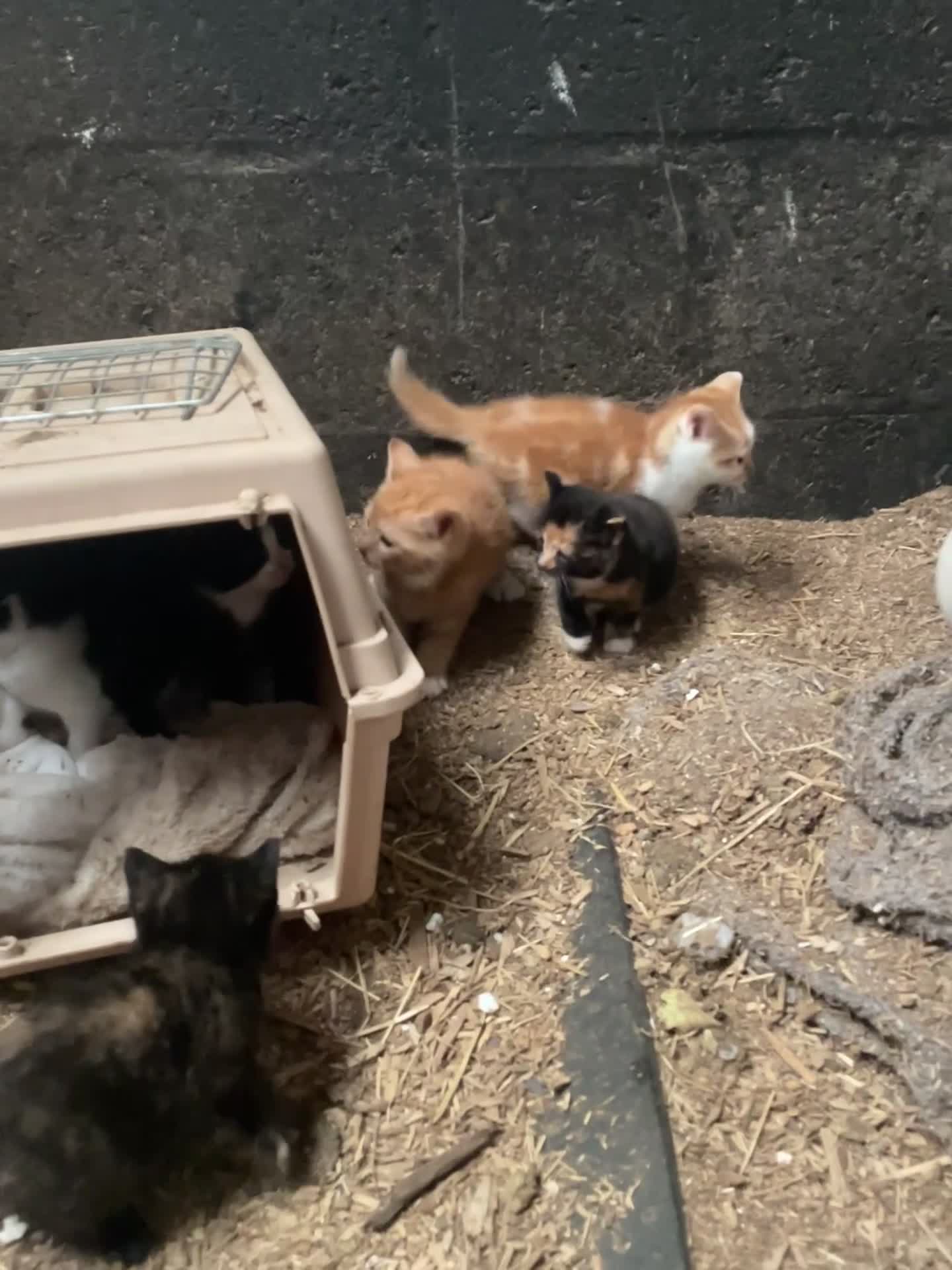 Mixed Breed cats for sale: Beautiful kittens, boys and girls  - Video 2