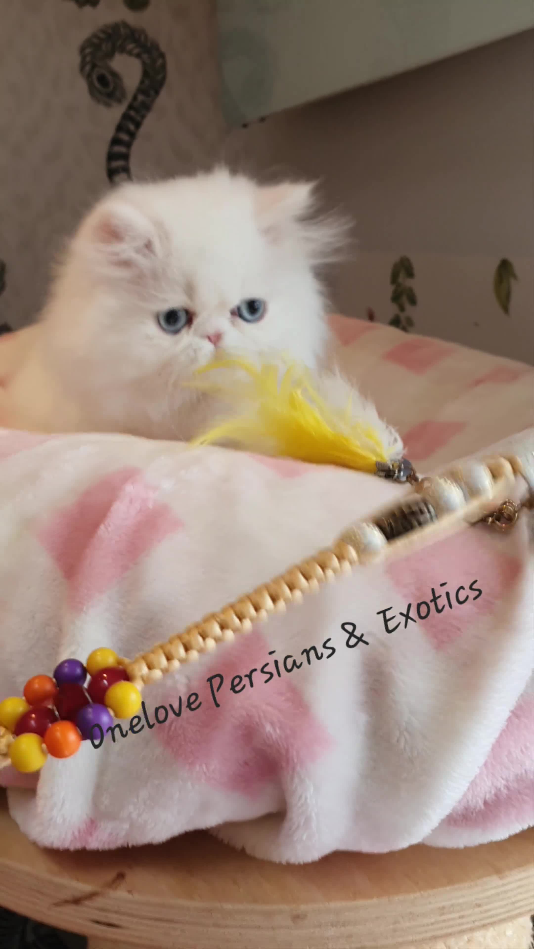 Persian cats for sale: 🎀🎀 GCCF Persian Kitten 🎀🎀 - Video 2