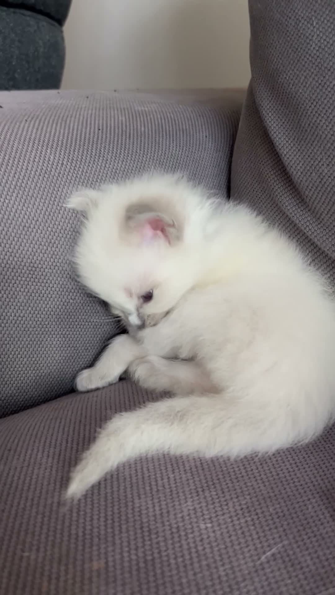 Ragdoll cats for sale: Pure ragdoll kittens sake London - Video 4