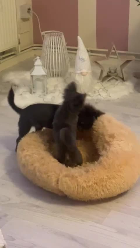 Chihuahua dogs for stud: Chihuahua  in Birmingham - Video 1