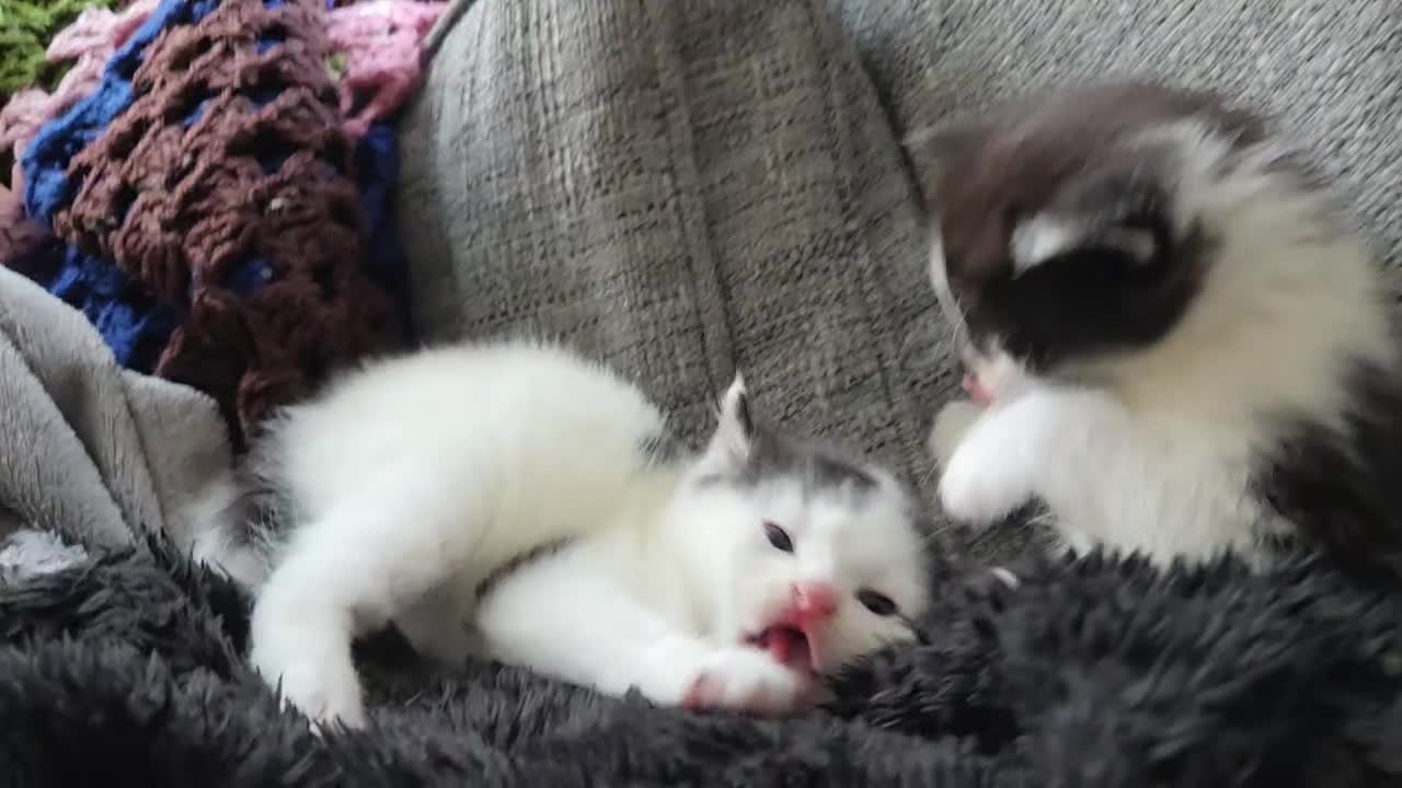 Mixed Breed cats for sale: 5 Fabulous kittens - Video 1