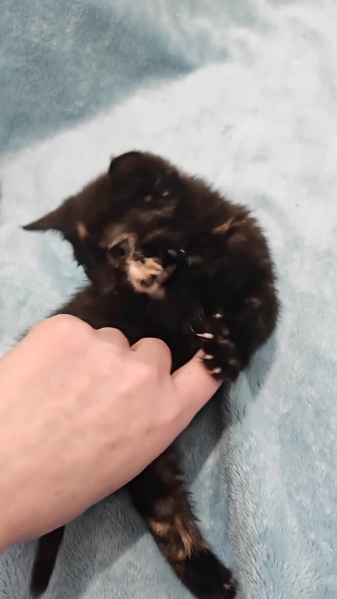 Mixed Breed cats for sale: Beautiful kittens VIDEOS - Video 1