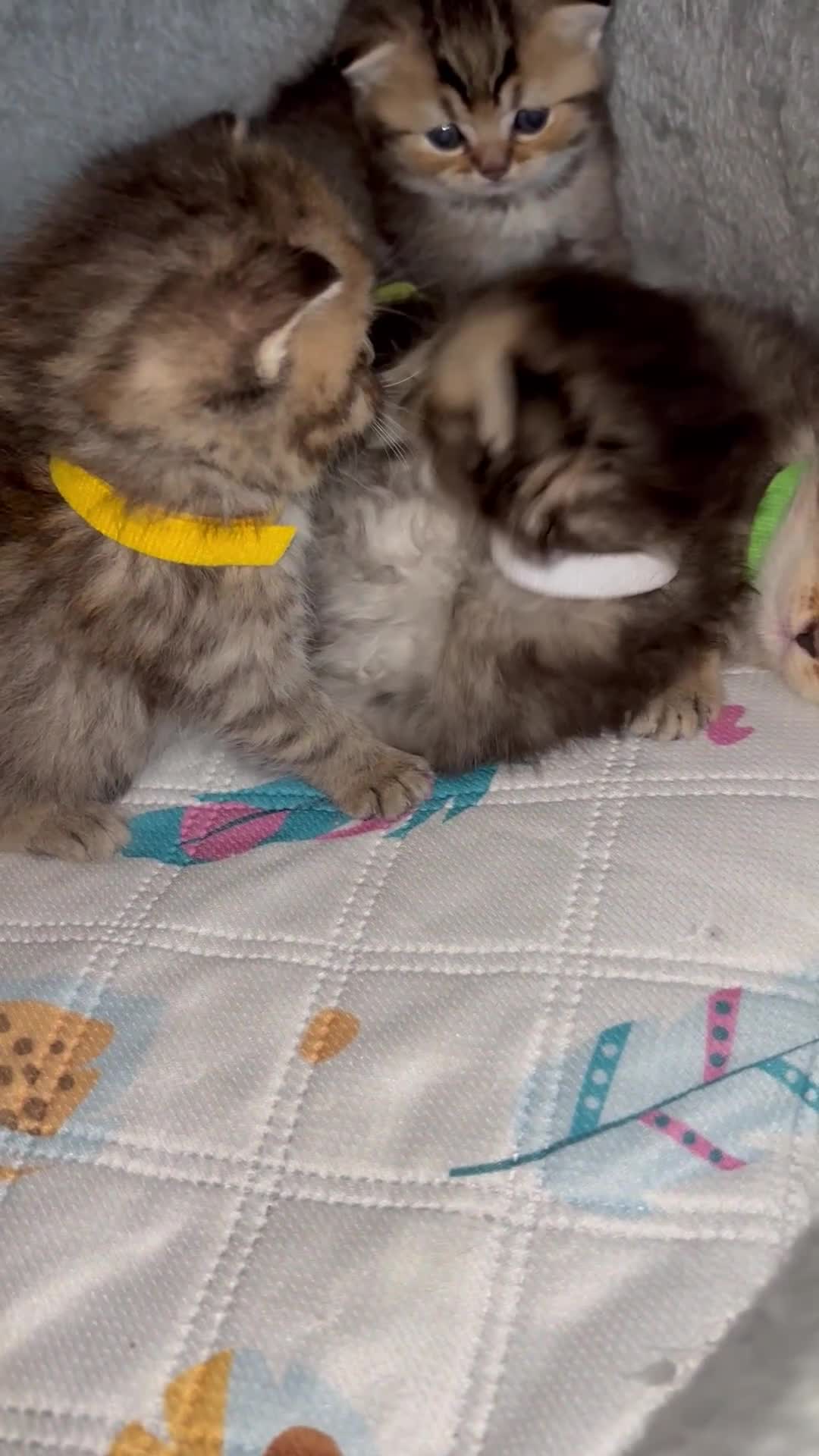 British Shorthair cats for sale: Pedigree British Shorthair  - Video 3