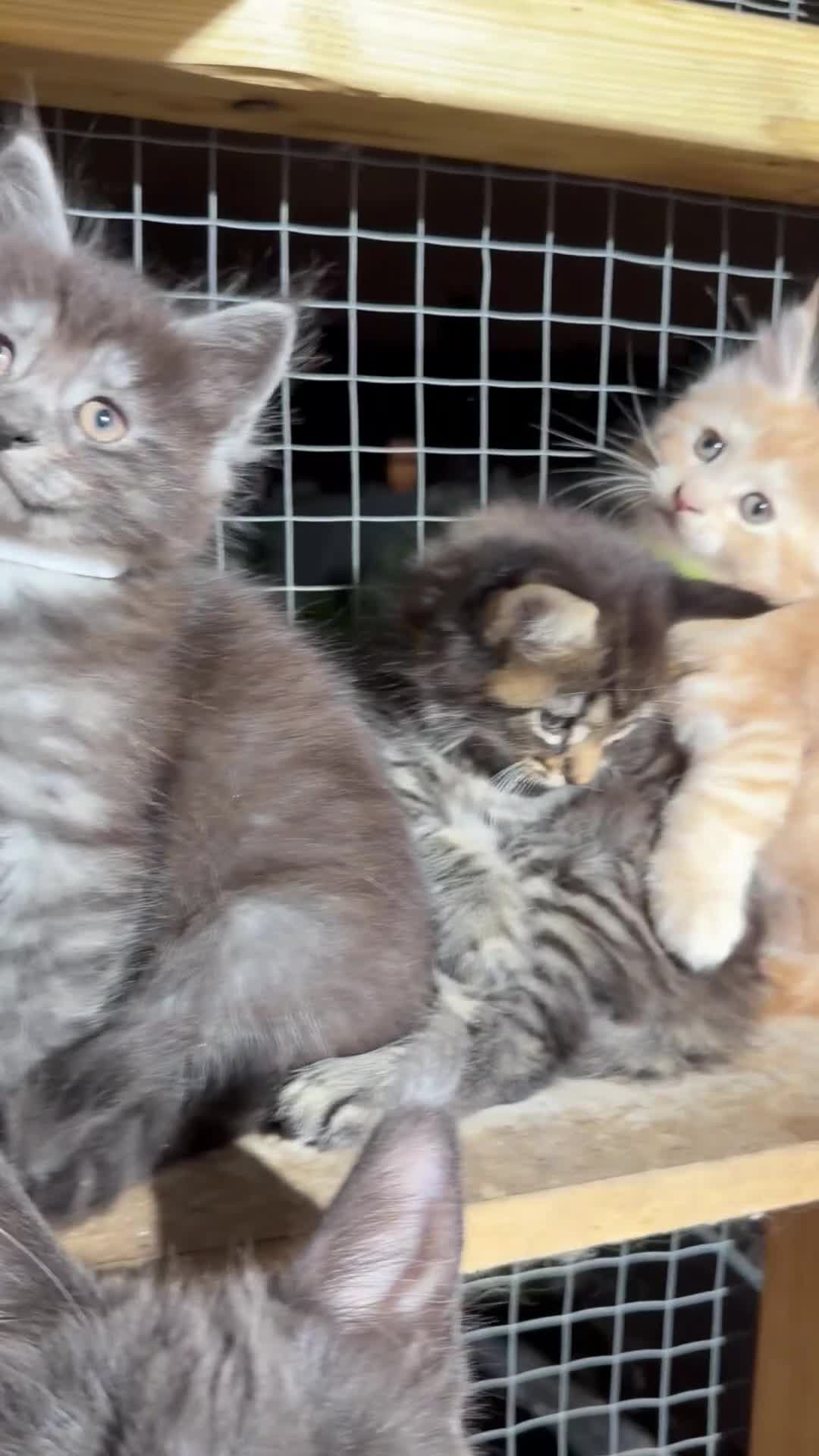 Maine Coon cats for sale: Half Maincoon Kittens  - Video 1
