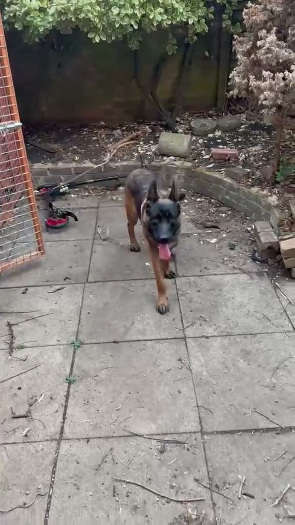 Mixed Breed dogs for sale: GSD x Malinois mix - ready now, MK in Milton Keynes - Video 2