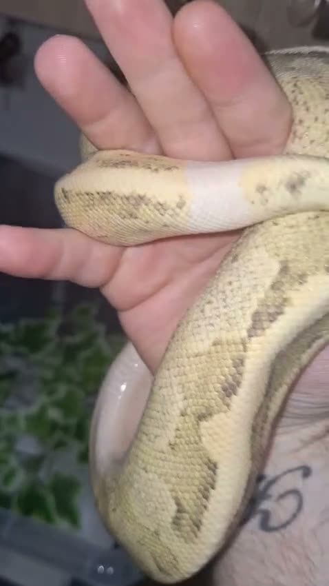 Python Snake reptiles for sale:  Ball python Beautiful morphs for sale  - Video 3