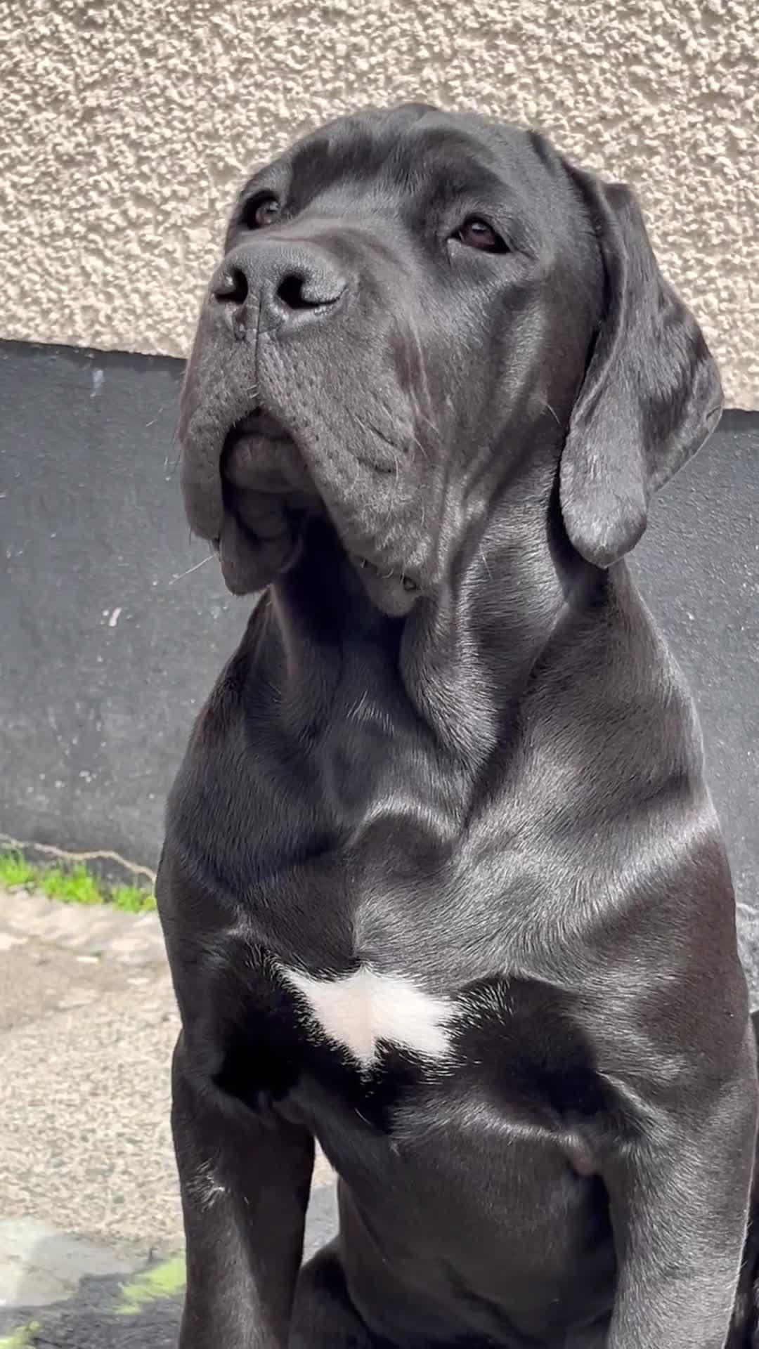 Cane Corso dogs for sale: Champion cane Corso pups ready 1 female 3 male in Londonderry - Video 1