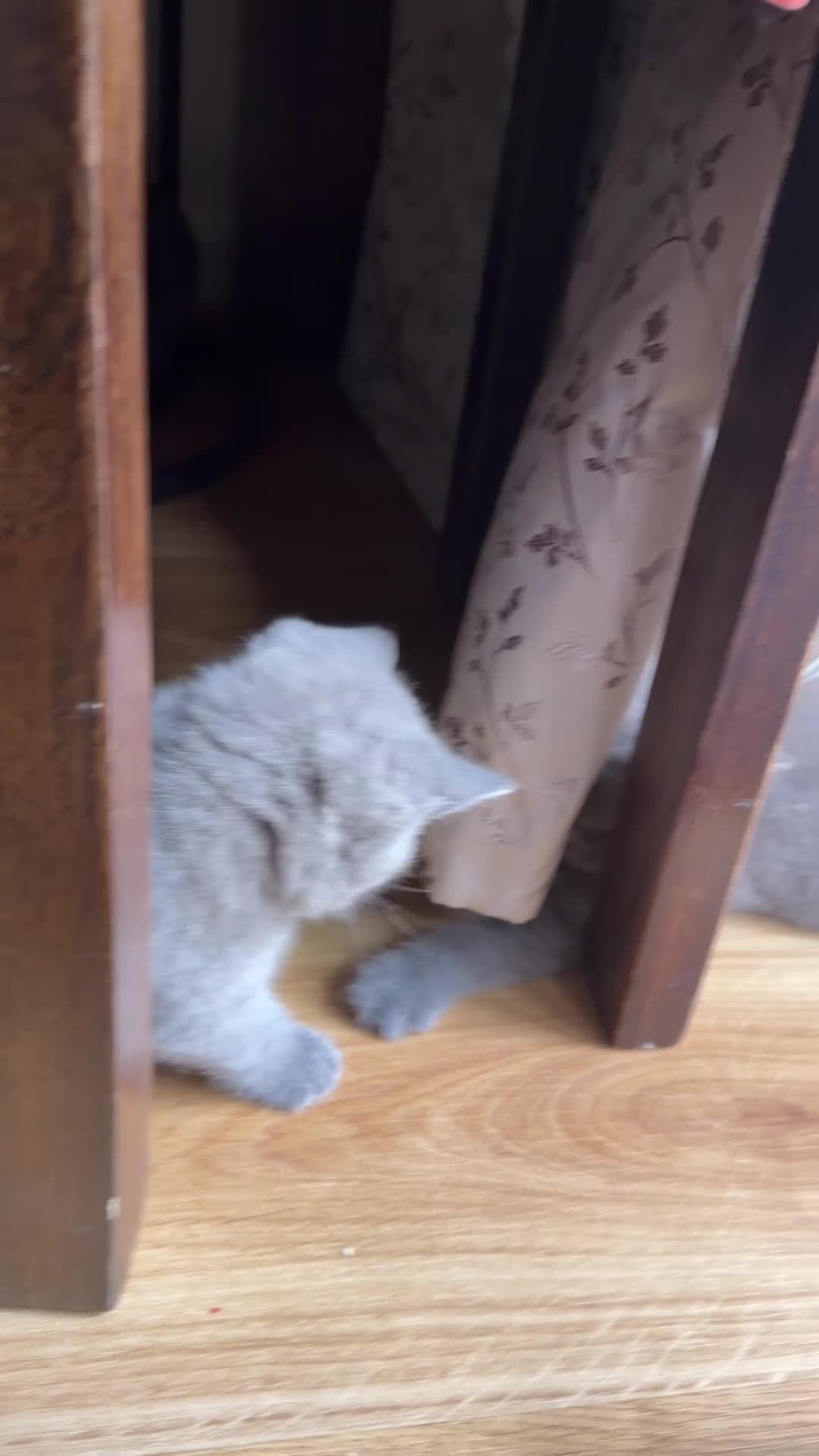 British Shorthair cats for sale:  Adorable kittenBlue British Shorthair  GCCF - Video 2