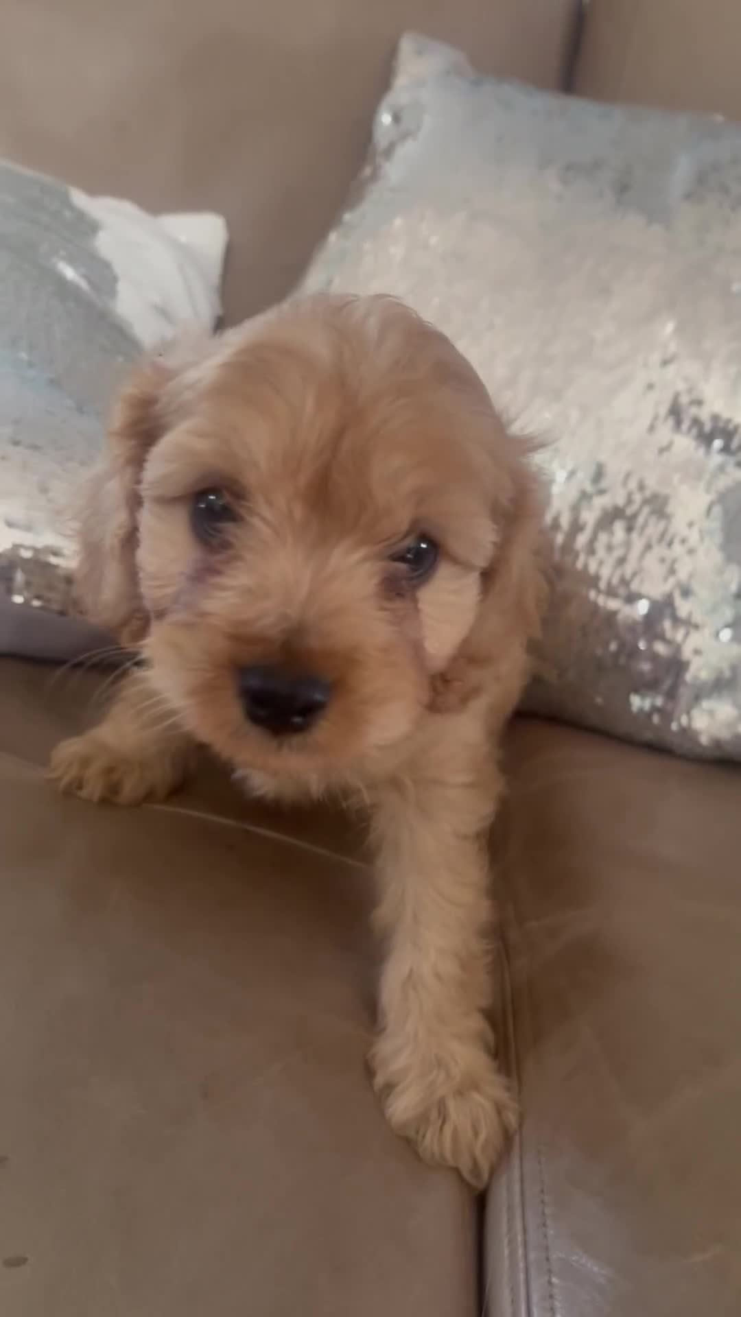 Cavapoo dogs for sale: Cavapoo puppies MALE stunning and cuddly  - Video 3