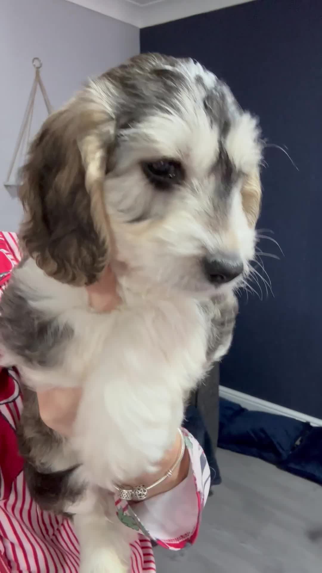 Cockapoo dogs for sale: Only one f1 miniature cockapoo boy left.😍 - Video 4