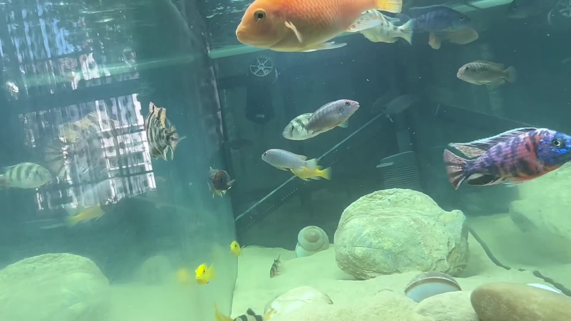 Cichlids fish for sale: Peacock Marble cichlids - Video 1
