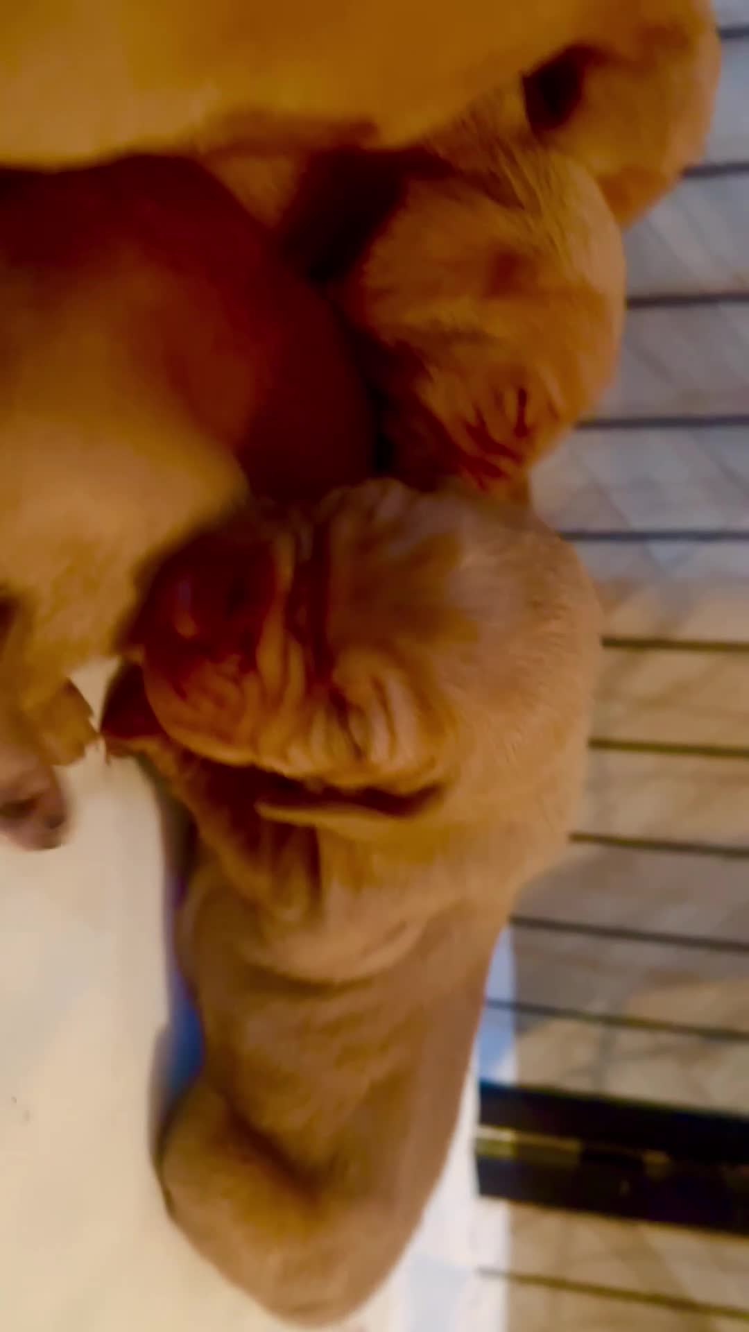 Hungarian Vizsla dogs for sale:  ❄️ Vizsla Pups Born 26/27th Dec ❄️ - Video 2