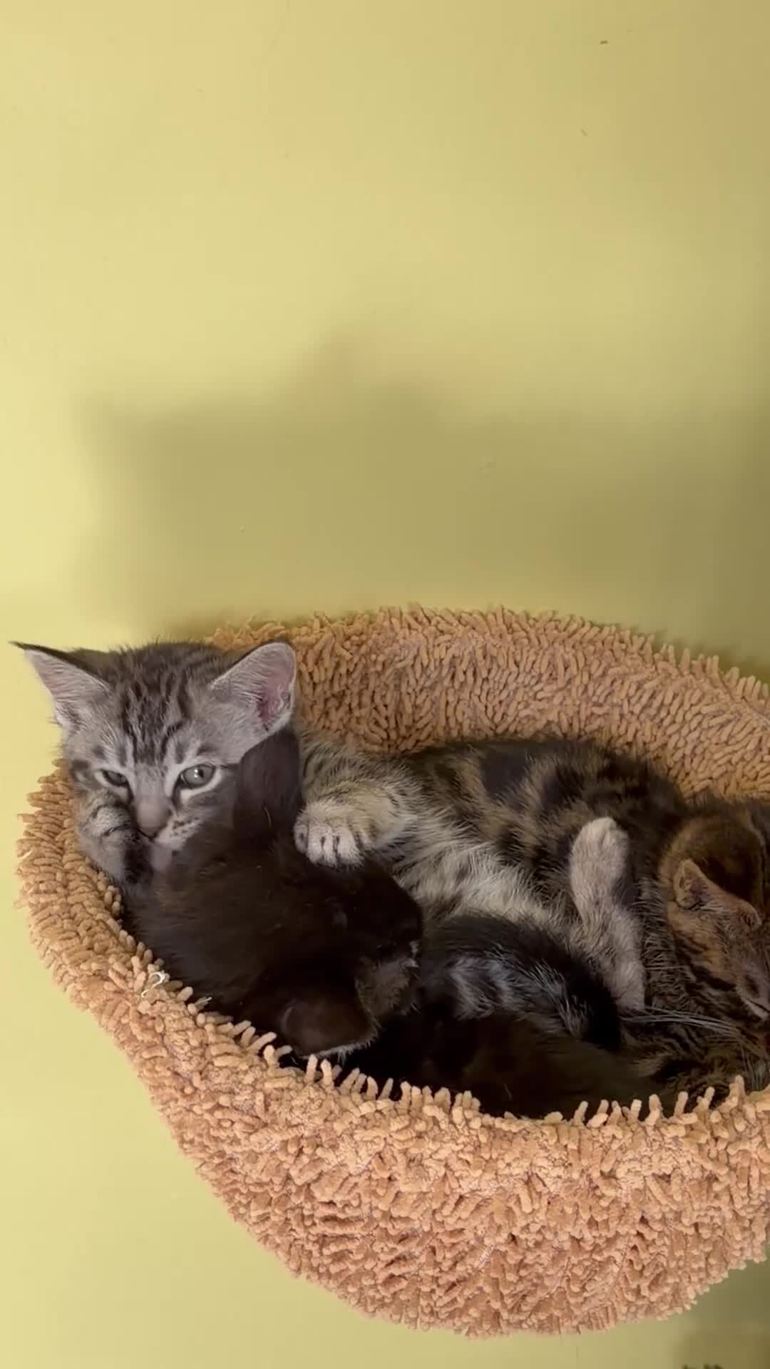 Maine Coon cats for sale: Champion XL Russian Maine coon X GCCF bengal - Video 3