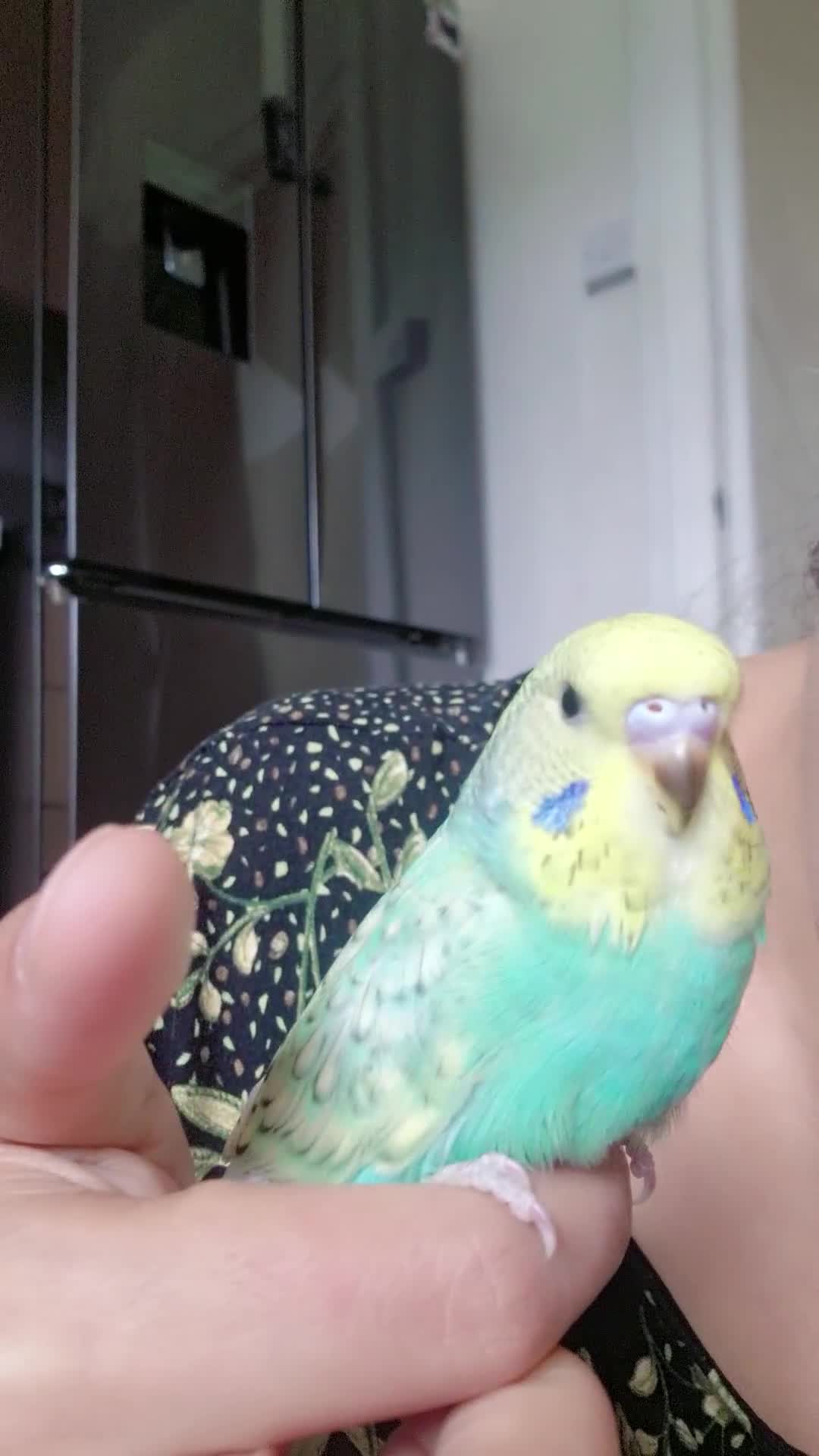 Budgerigars birds for sale: Tame budgie - Video 1