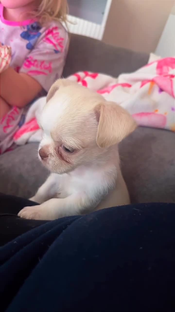 Mixed Breed dogs for sale: Male shihxchi puppy in Canterbury - Video 1