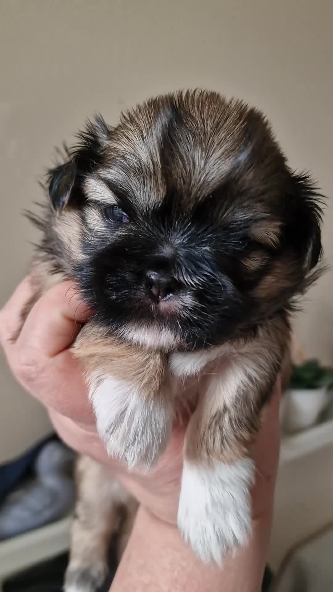 Shih Tzu dogs for sale: 🌸 Beautiful Shih Tzu Girls Available - Video 1