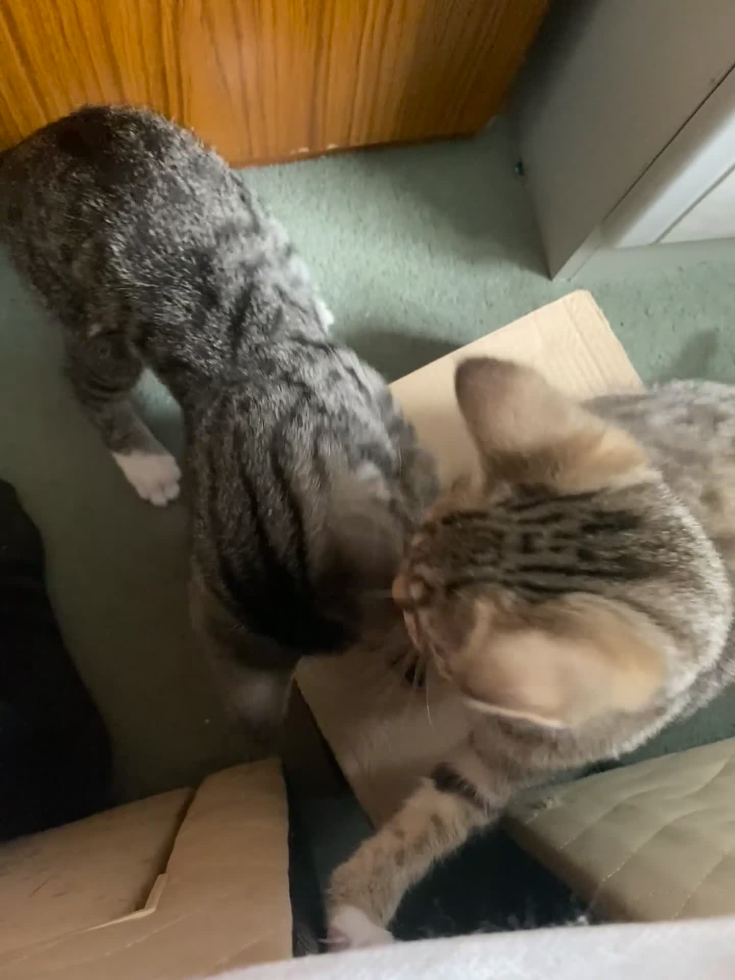 Maine Coon cats for sale: Playful Maine coon kittens ready for a loving home - Video 2