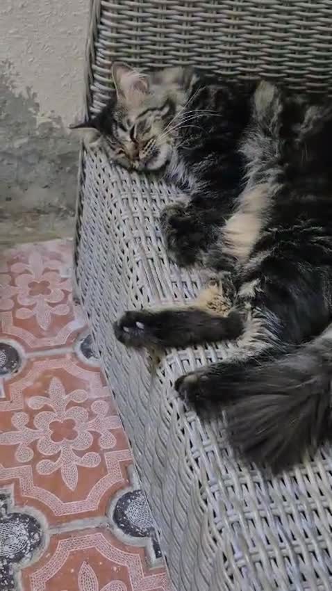Mixed Breed cats for adoption: Starsky  - Video 1