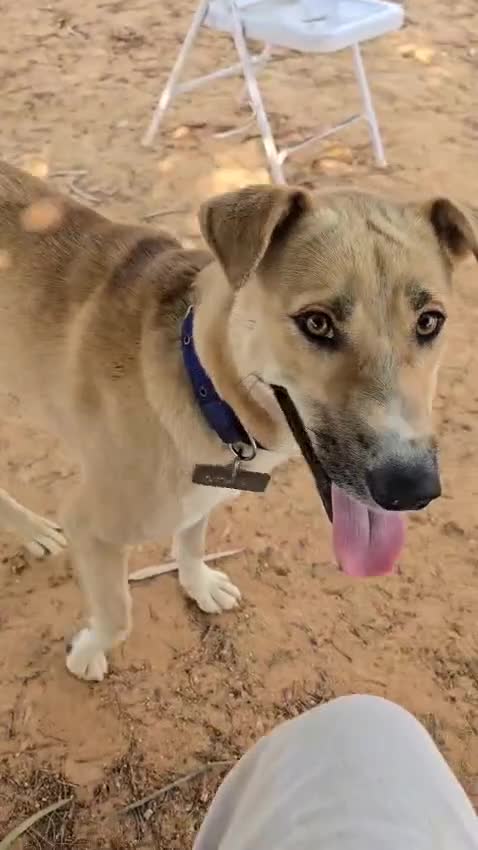 Mixed Breed dogs for sale: Magical Indie Street Dog Coming UK Seeks New Home - Video 4