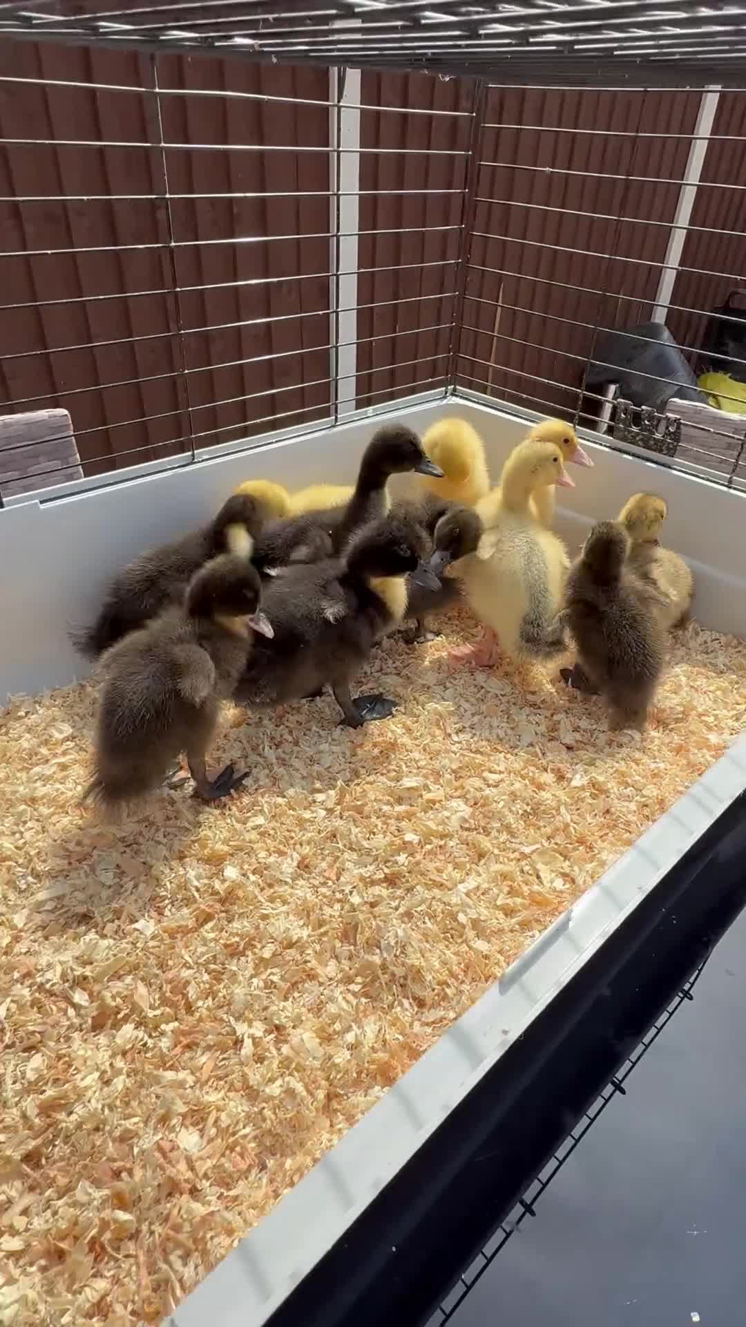 Ducks poultry for sale: 11 Day Old Large Mixed Breed Unsexed Ducks - Video 1