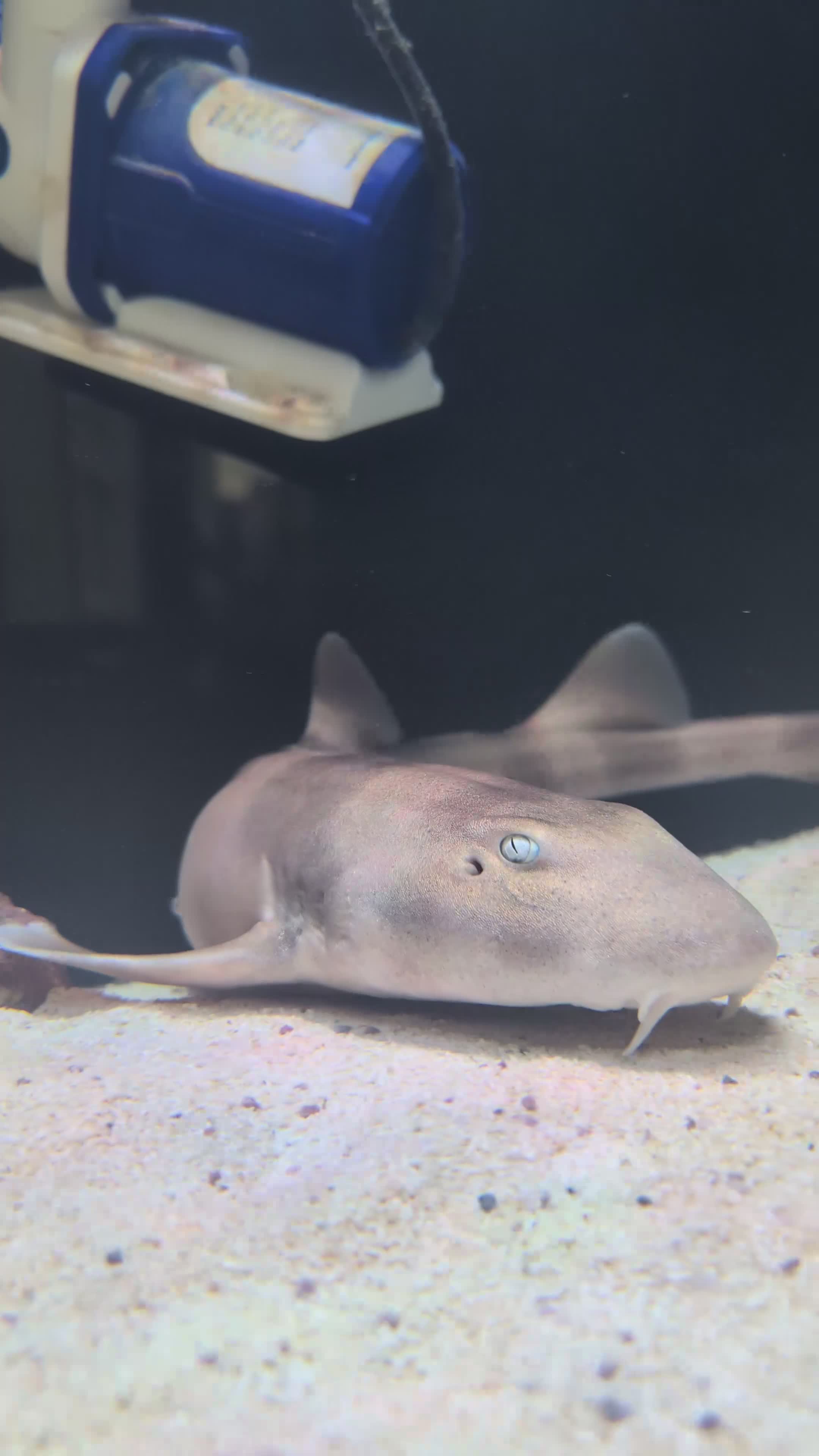 Sharks fish for sale: Banded bamboo shark - Video 3