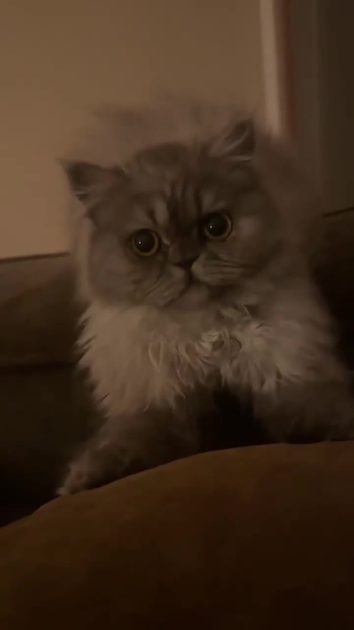 Persian cats for sale: Persian in Alloa - Video 1