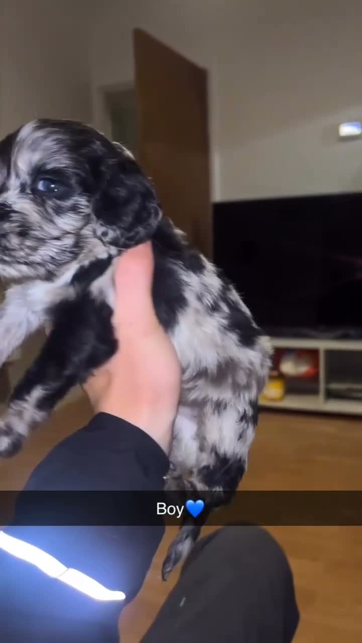 Cocker Spaniel dogs for sale: Litter of cocker spaniels  - Video 3
