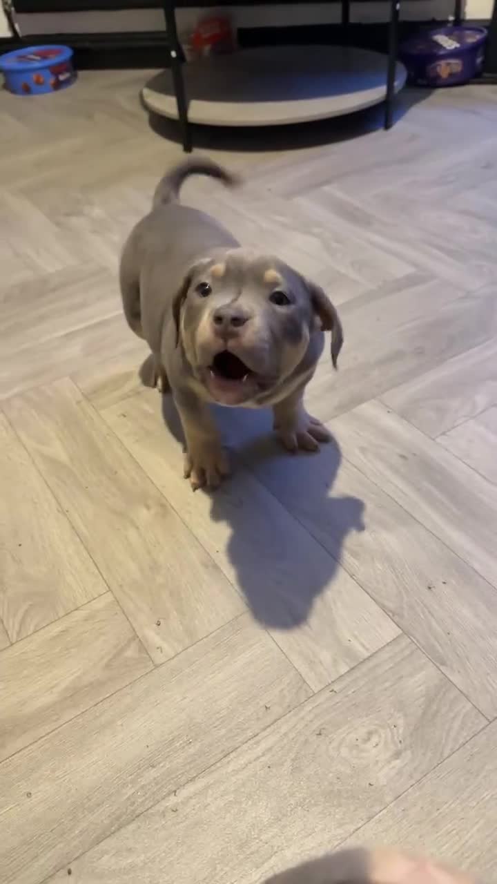 American Bully dogs for sale: Pocket bully pups  - Video 1