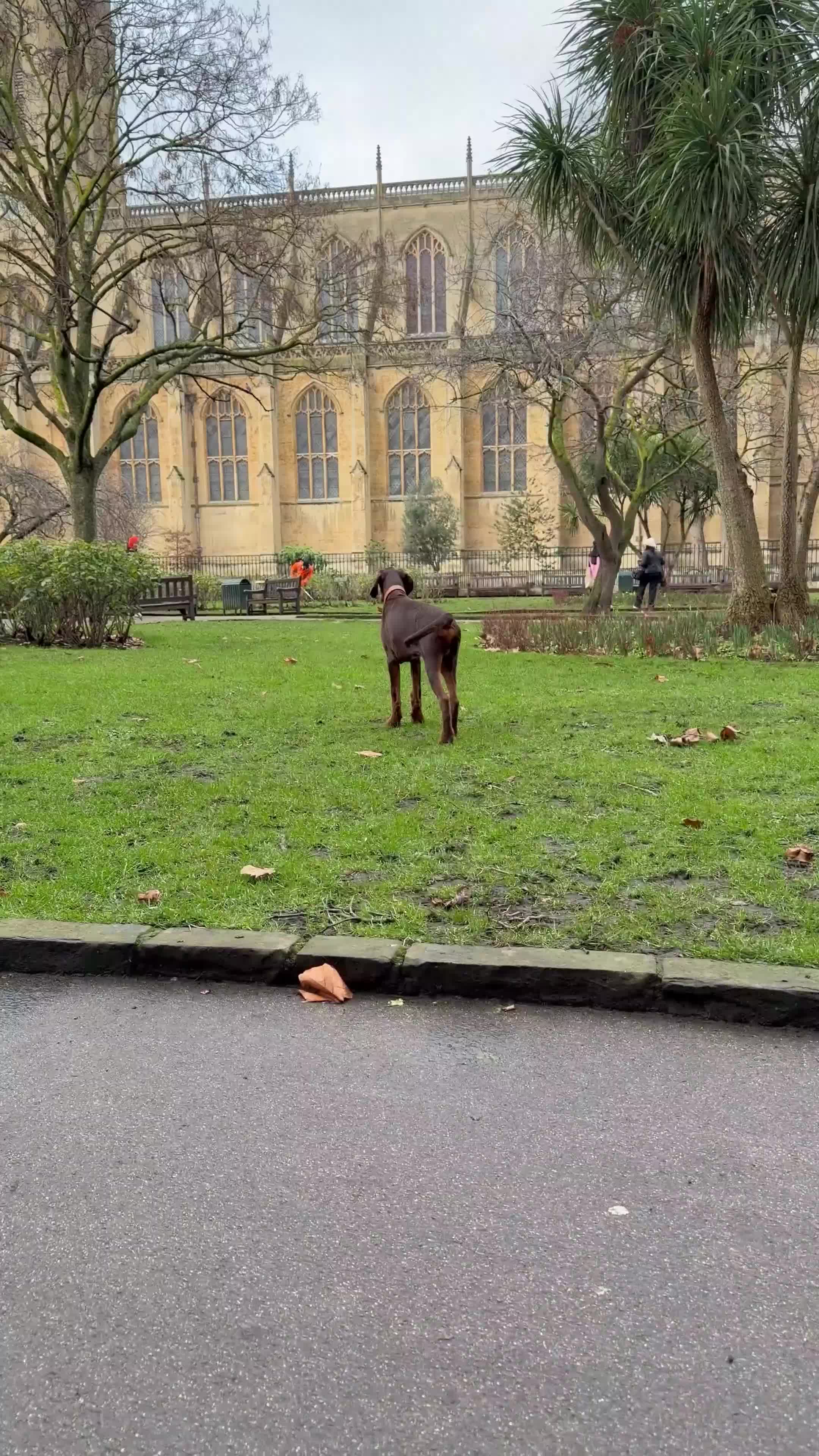 Dobermann dogs for sale: Dobermann pup (KC Registered Exceptional Parents) - Video 2