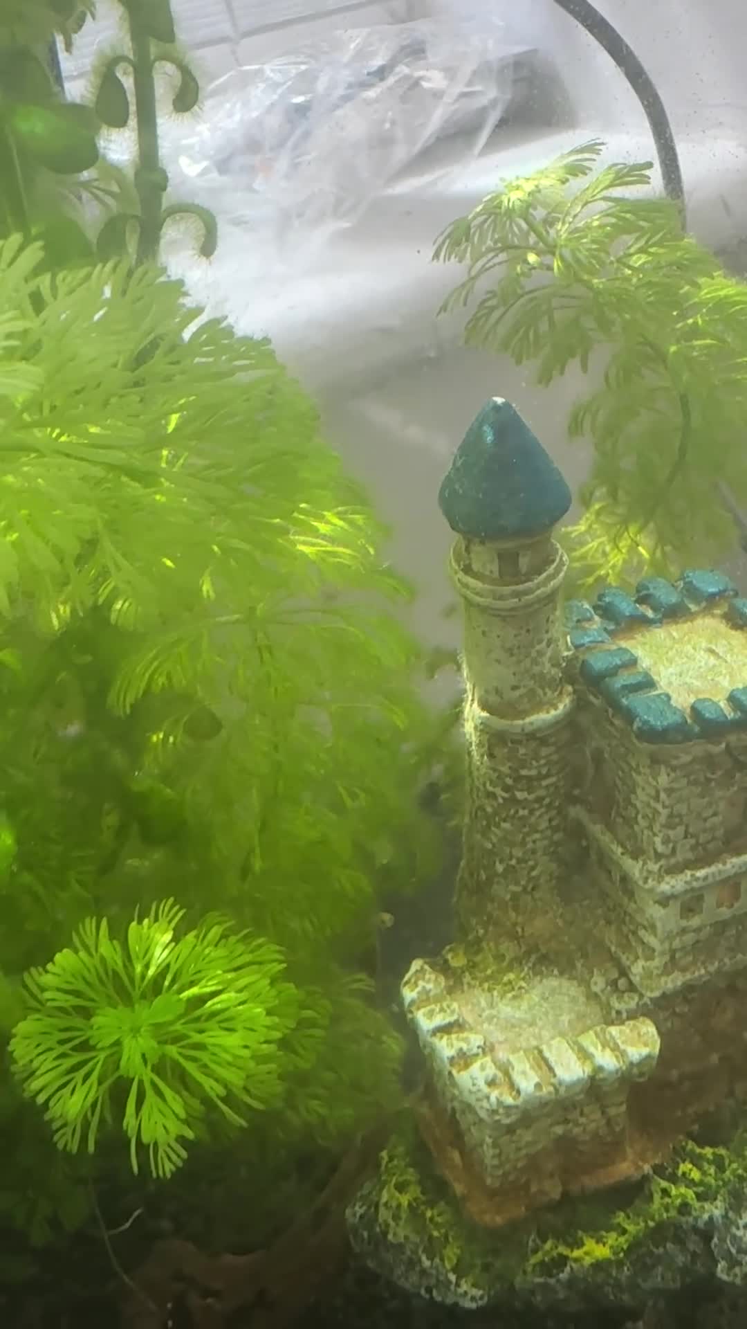 Platies fish for sale: FREE platty/guppy fry  in Hessle - Video 1