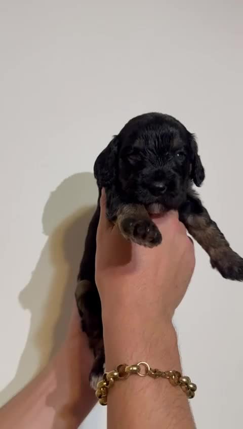 Cockapoo dogs for sale: Cockapoo puppies  - Video 1
