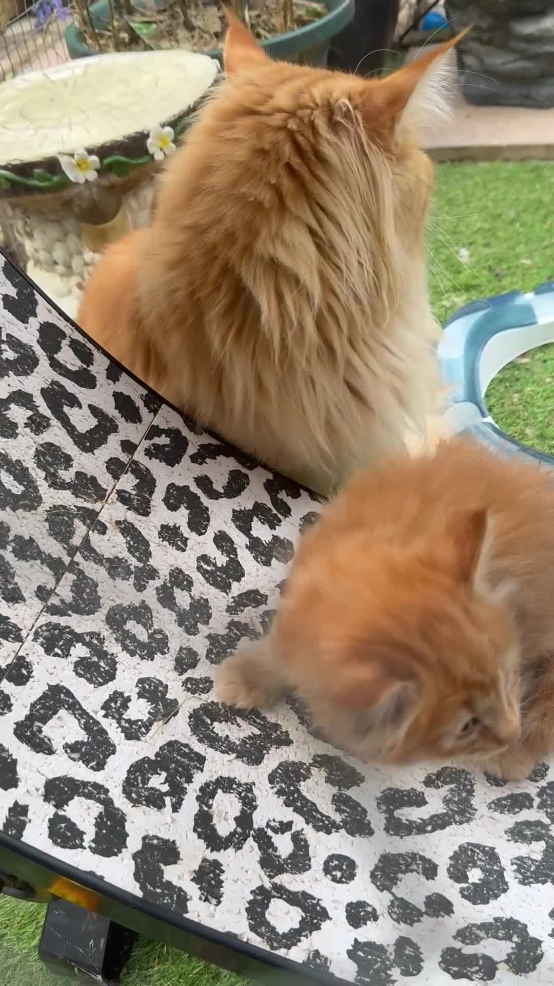 Maine Coon cats for sale: Mainecoon  - Video 1