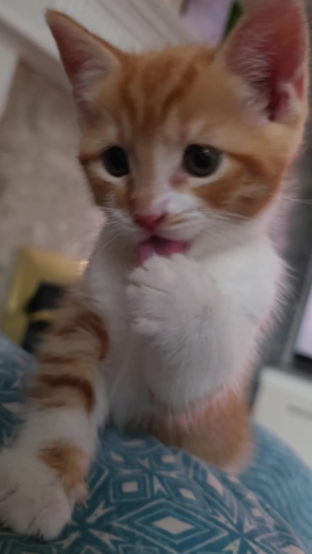 Mixed Breed cats for sale: Adorable Male Kitten Looking for His Forever Home! - Video 1