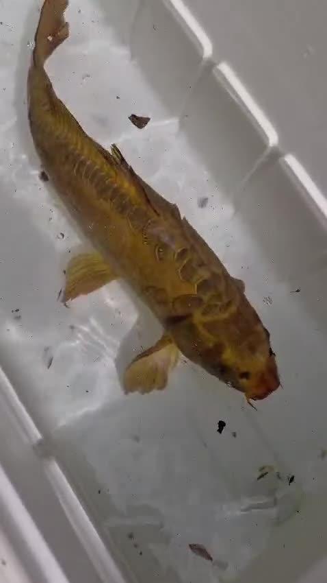 Koi Carp fish for sale: Koi carp mixed variety  in Barnet - Video 5