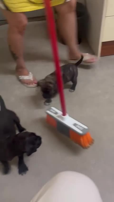 Cane Corso dogs for sale: Cane corso puppys - Video 1