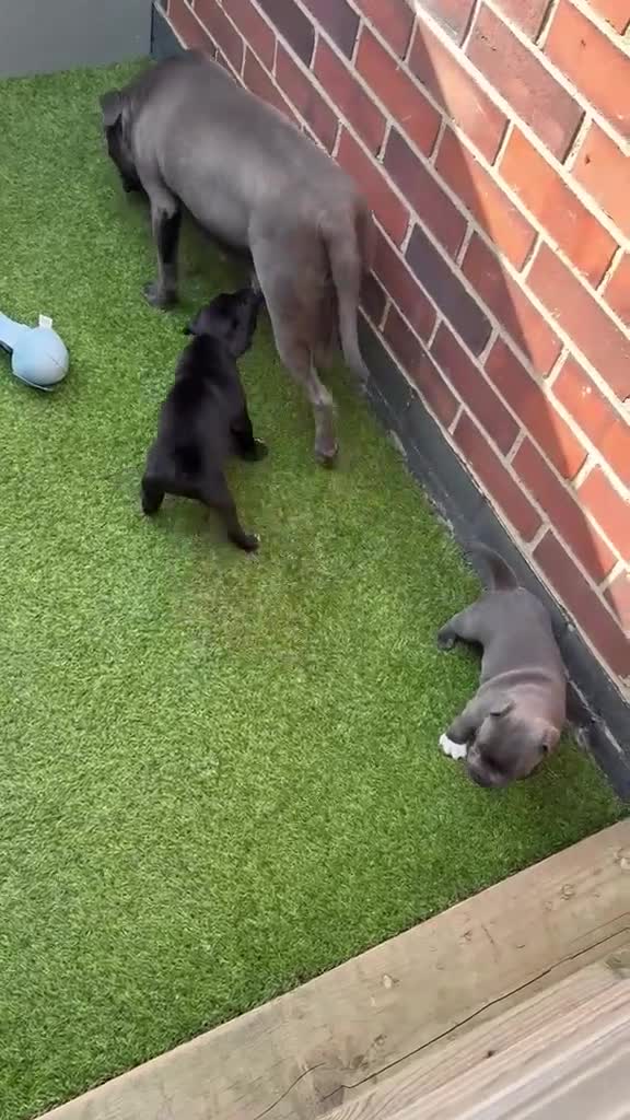 Staffordshire Bull Terrier dogs for sale: Staffordshire bull terrier - Video 2