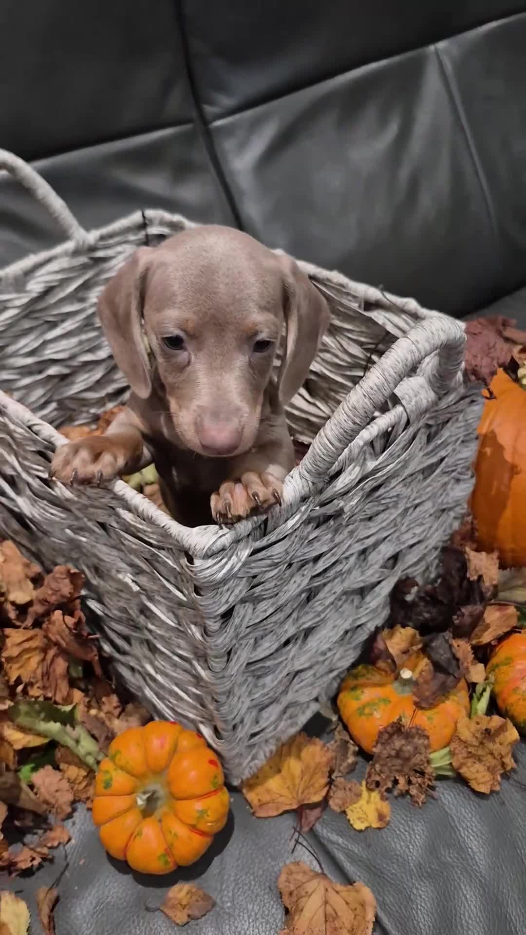 Miniature Dachshund dogs for sale: TRUE MINIATURE DASCHUND BABIES only 5 - Video 4