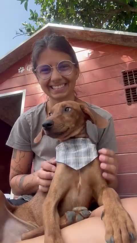 Mixed Breed dogs for adoption: Super Scout in Fleet - Video 1